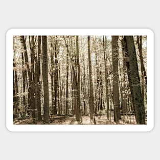 Autumn deep in forest scene on a trail in New England Sticker